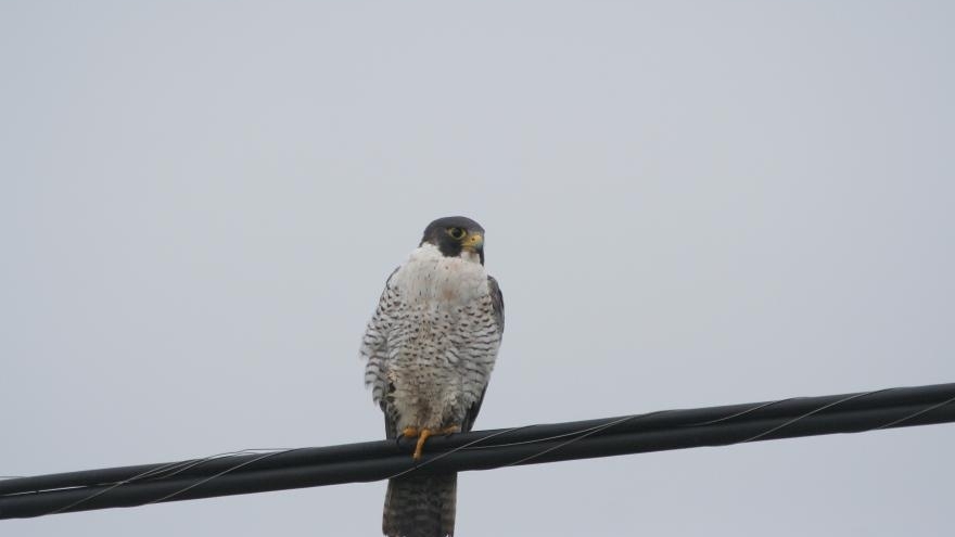 Le ministère du Hajj et de la Omra lance des programmes de sensibilisation pour les pèlerins et ceux en visite découvrez l'importance de la sensibilisation des pèlerins pour une expérience spirituelle enrichissante et respectueuse. explorez des conseils pratiques et des ressources pour mieux préparer votre voyage et enrichir votre parcours religieux.